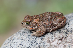 Kreuzkröte (Bufo calamita) 