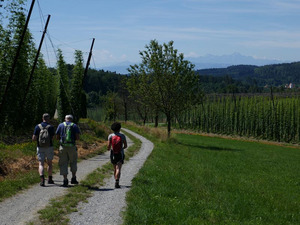 Hopfengarten bei Tettnang