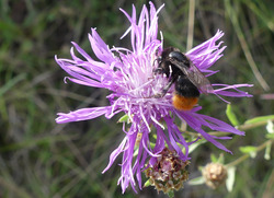 Steinhummel besucht Wiesen-Flockenblume, eine typische Pflanzenart von mageren Wiesen. Foto: D. Doer, LEV Bodenseekreis