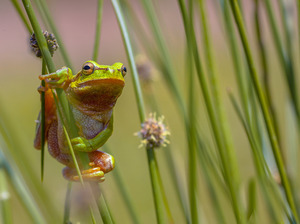 Laubfrosch (Hyla arborea) 