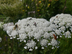 Doldenblütler, wie die Wilde Möhre im Uferpark, werden von Insekten gerne zur Nahrungsaufnahme angeflogen. Foto: D. Doer, LEV Bodenseekreis