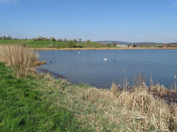 Der Bifangweiher liegt in idyllischer Landschaft und hat viele Wasservogelarten und Schilfbewohner zu bieten. Foto: D. Doer, LEV Bodenseekreis.