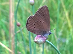 Der LEV Bodenseekreis kümmert sich in Kooperation mit den Landwirten z. B. um den Schutz der europäisch geschützten Schmetterlingsart Dunkler Wiesenknopf-Ameisenbläuling. Foto: D. Doer