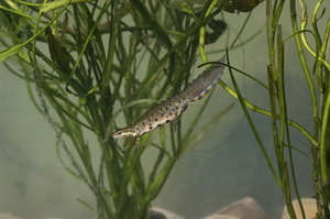 Teichmolch (Triturus vulgaris)