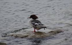 Der Gänsesäger, ein im Bodenseekreis seltene Brutvogelart, kommt auch am Unterlauf der Argen vor – hier ist ein Weibchen abgebildet. Foto: D. Doer, LEV Bodenseekreis.