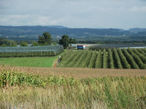 Apfelwandertag, Landschaft