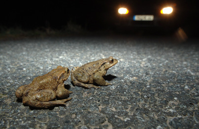 Kršten