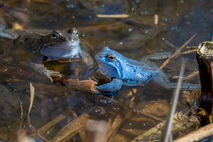 Moorfrosch (Rana arvalis)