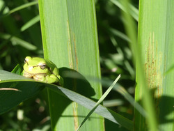 Auch der Laubfrosch wurde bei der Expertenbegehung im Malereckried gesehen. Foto: D. Doer, LEV Bodenseekreis.