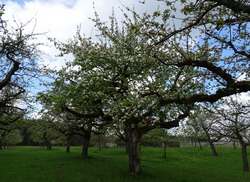 Diese Streuobstwiese wird bei der Exkursion besucht - hier wurde in der Vergangenheit wiederholt der Baumschnitt im Rahmen des Streuobstförderprogramms des Bodenseekreises finanziell unterstützt. Foto: D. Doer.