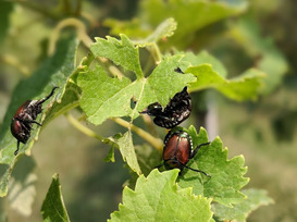 Folgen eines Befalls von Japankäfern (Foto: Louis Sutter)