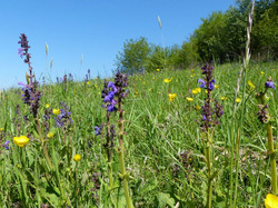 Eine blütenreiche Magere Flachland-Mähwiese mit Wiesen-Salbei im Vordergrund als gut ausgeprägter FFH-Lebensraumtyp am Gegez, Owingen. Foto: D. Doer.