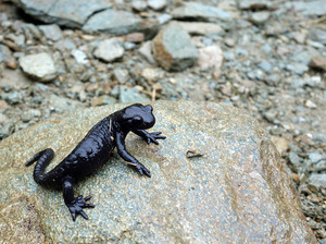 Alpensalamander (Salamandra atra) 