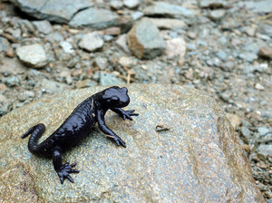 Alpensalamander (Salamandra atra) 