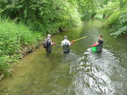 Erfolgloser Versuch von M. Leschner und B. Schmieder vom Büro gobio sowie M. Fromherz von der Fischereiforschungsstelle (v.l.n.r.), mittels Elektro-Befischung im Mühlkanal in Langenargen potenzielle Wirtsfische der Bachmuschel zu fangen. Foto: D. Doer, LEV Bodenseekreis.