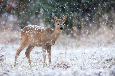 Roe deer looking on field during snowing in winter
