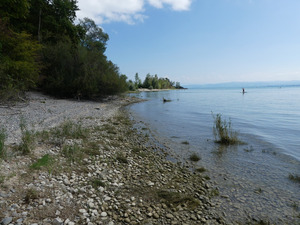 Uferabschnitt des Bodensees in Hagnau zur Zeit des langen Hochwassers Ende August 2024, hier konnte keine Profilvermessung vorgenommen werden; linker Hand ist der Kieswall zu sehen, rechts sind die Horste der Bodensee-Schmiele zum Teil unter Wasser. Foto: D. Doer, LEV Bodenseekreis.